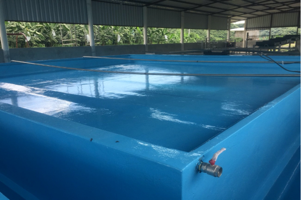 TINAS DE LAVADO DE BANANO